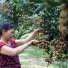 Hoa Binh province’s longan exported to EU