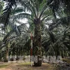 Malaysia: Palm oil boasts potential despite lower prices