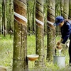 Thailand becomes world’s top rubber exporter