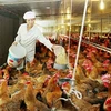Vietnam's animal feed imports jump to 3.1 billion USD