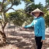 Vietnam should boost mechanisation of fruit cultivation: experts