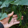 Cambodia’s peppercorn exports drop due to falling demand