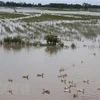 Webinar on sustainable agriculture transformation in Mekong Delta