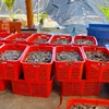 Indonesia aims to boost shrimp production to 2 million tonnes