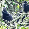 Quang Binh province reviews model for rare primate conservation