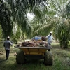 Malaysia’s palm oil industry hard hit by labour shortage