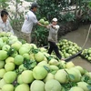 Vietnamese pomelo has large potential for export