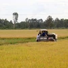 Southern region to prioritise high-quality rice varieties in winter-spring crop