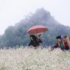 Buckwheat Flower Festival returns to Ha Giang in November