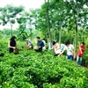 Hanoi wakens agritourism potential