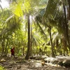 Ben Tre expands organic coconut farming