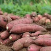 Sweet potato to be officially exported to China