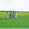 Vietnam-Japan joint venture to expand rice cultivation for exports to Europe