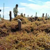Indonesia plans to develop four seaweed industrialisation zones