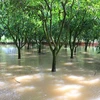 Mekong Delta preparing for more high tides