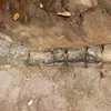 Dinosaur fossil found in Cambodia