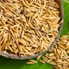 Vietnamese scientist discovers anti-cancer agents from rice husks