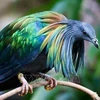 Nicobar pigeons spotted in Con Dao National Park