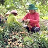 Ba Ria - Vung Tau grants codes to more farming areas