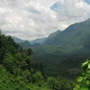 Laos aims to increase forest coverage to 70% by 2035