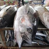 Tuna, squid, octopus export sets new records