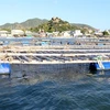 Ninh Thuan boosts development of marine aquaculture