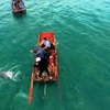 Quang Ninh: Stranded dolphin rescued in Co To