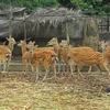 Vietnam moves to conserve critically endangered ungulates