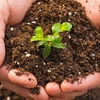 Agricultural sector aims to raise organic fertilizer proportion to 25% in 2025