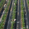 Hanoi promotes hi-tech agricultural production