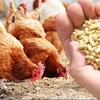  Vietnam rakes in 361 million USD from exporting poultry products 