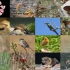 Vietnam ready to mobilise all resources for national strategy on biodiversity