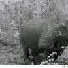 Indonesia welcomes two baby Javan rhinos 