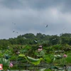 Project aims at increasing forest coverage in Lang Sen Wetland Reserve