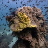 Thailand’s coral reefs devastated by yellow-band disease