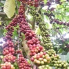 Thailand encourages coffee farming to meet growing demand in Asia