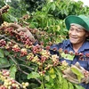 Dak Lak records highest-ever coffee export volume