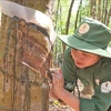 Vietnamese rubber companies helpful in Laos
