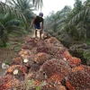 Indonesia reduces palm oil exports to ensure supply at home