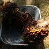 Indonesia, Malaysia threaten to stop exporting palm oil to Europe