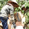 Lam Dong province recognises hi-tech coffee growing area