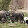 Baby elephant Bao Ngoc - an icon of Vietnam-Germany friendship