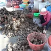 Vietnam, Japan boost cooperation in oyster production chains