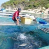 Vietnam’s marine aquaculture needs to go modern: conference