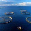 Vietnam eyes 1 billion USD from seaculture product exports by 2025