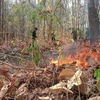 Thailand: Forest fire hotspots set daily record