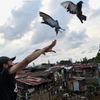 Indonesia applies biosecurity to prevent bird flu spread