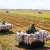 Vietnam to develop 1 million ha of low-emission high-quality rice by 2030: draft