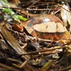 Rare turtle species conserved