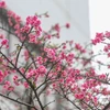 More cherry blossom trees planted in Hanoi park